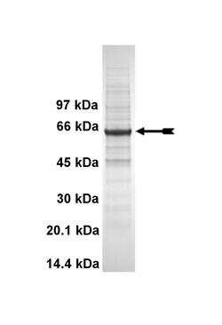 Eurofins DiscoverX CLK3 Protein, Active 10 &mu;g | Buy Online | Eurofins DiscoverX | Fisher Scientific
